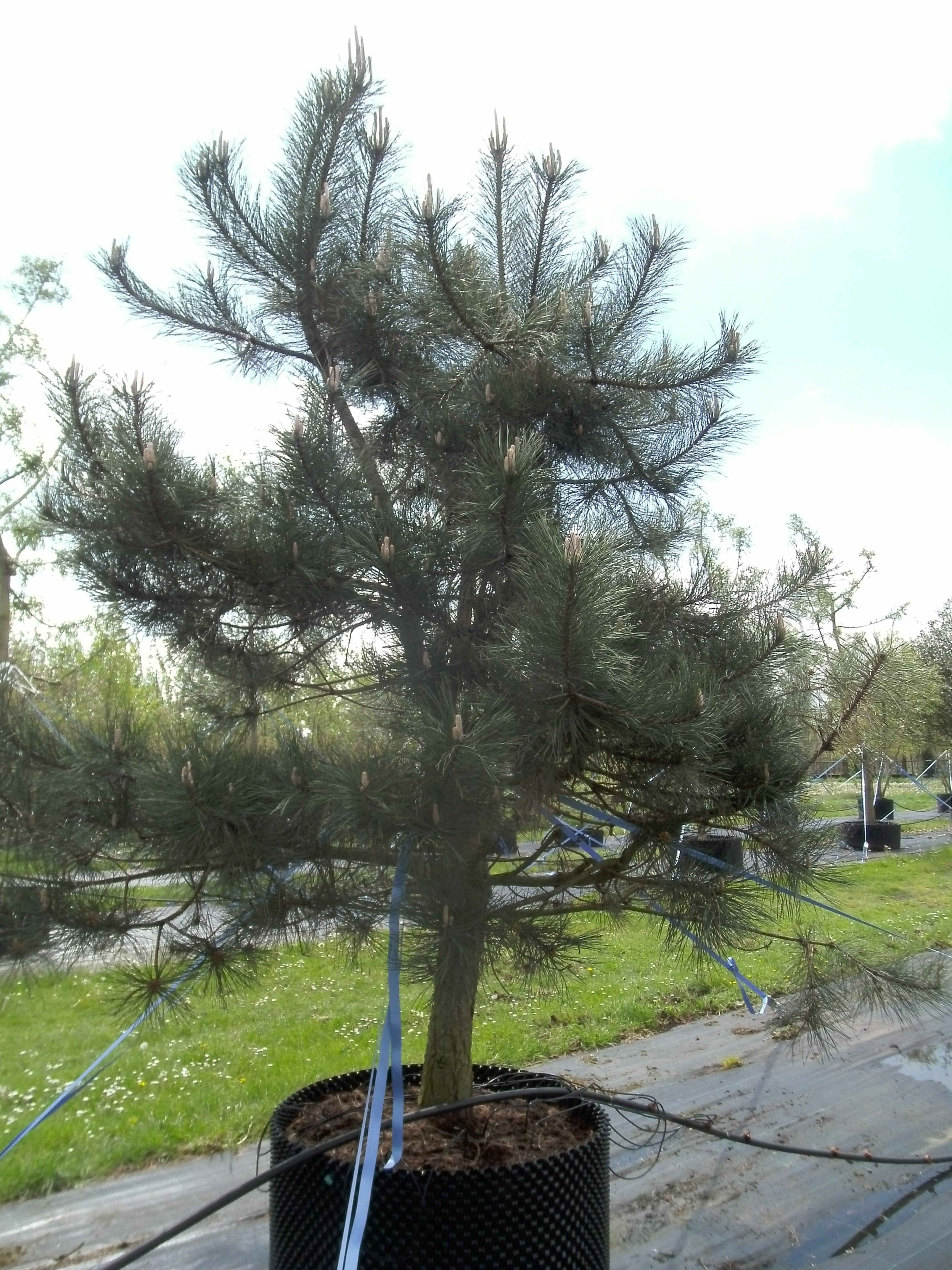 Pinus nigra